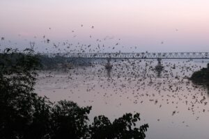 A massive flock of birds flies over a river at dusk, with a bridge in the background.
