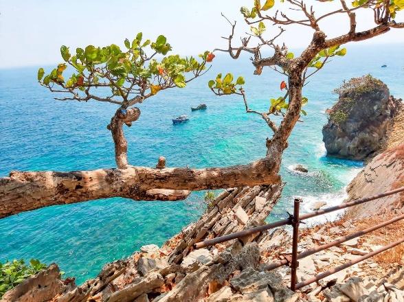 A weathered tree branch with green leaves extends over a rocky coastline with turquoise ocean water and a small island in the distance.